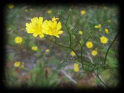 Plancia ëd Lapsana communis subsp. communis