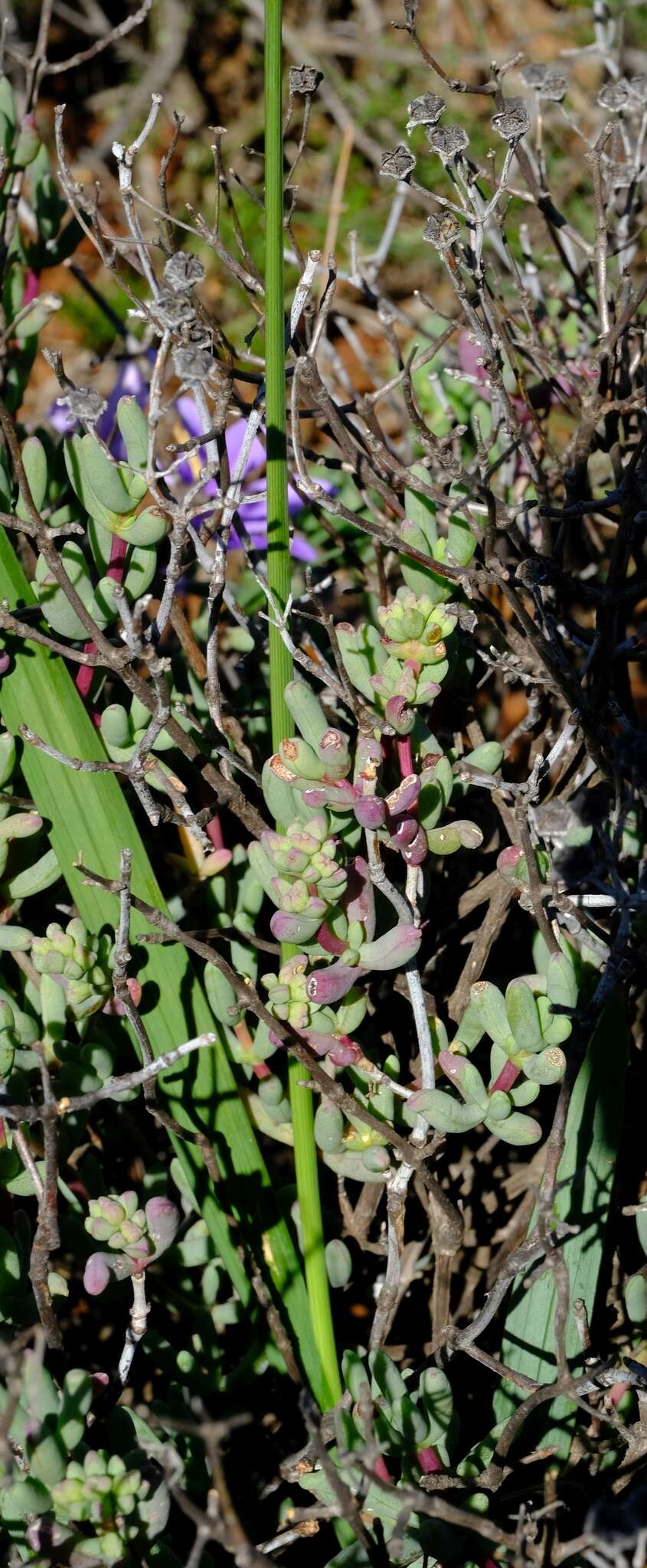 Image of Ixia rapunculoides Redouté