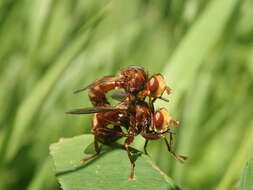 Image of Sicus ferrugineus (Linnaeus 1761)