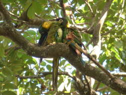 Image of Golden-collared Macaw