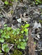 Image of small white violet