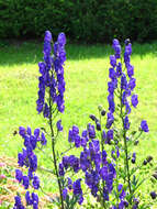 Слика од Aconitum napellus L.