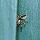 Image of Euryattus wallacei (Thorell 1881)