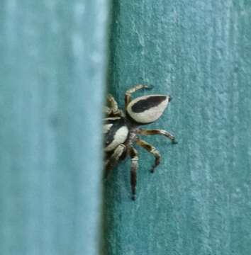 Image of Euryattus wallacei (Thorell 1881)