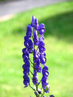 Слика од Aconitum napellus L.