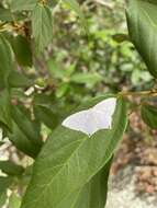 Image de Acropteris nanula Warren 1898