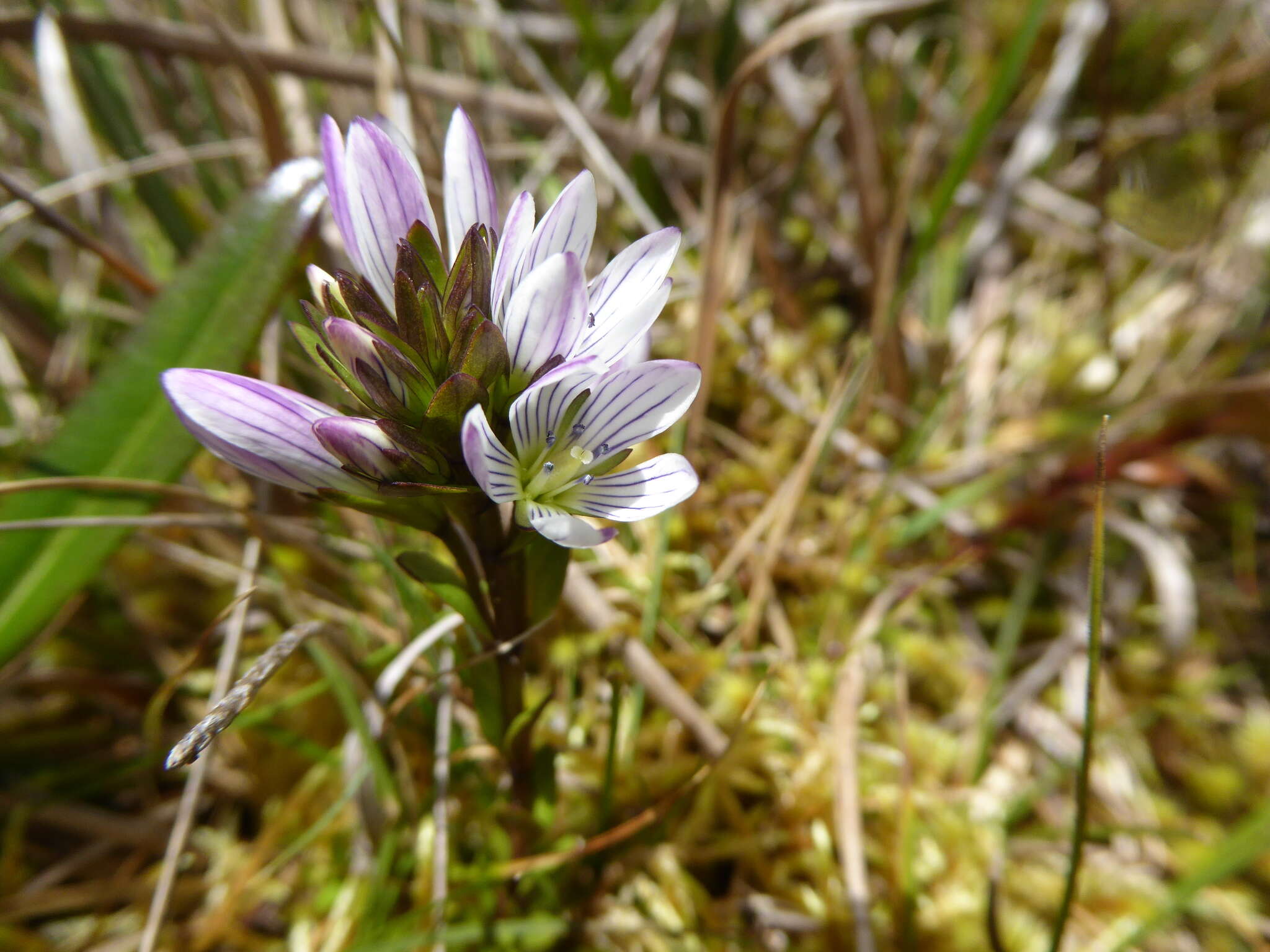 Image of Gentianella corymbosa (Kunth) Weaver & Rudenberg