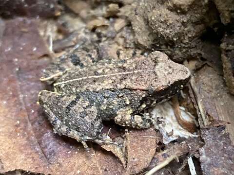 Image of Hasche's Frog