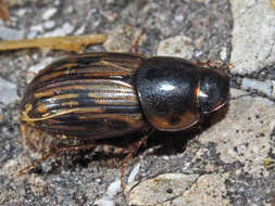Image of Horse Dung Beetle