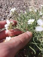 Image of White Sands fanmustard