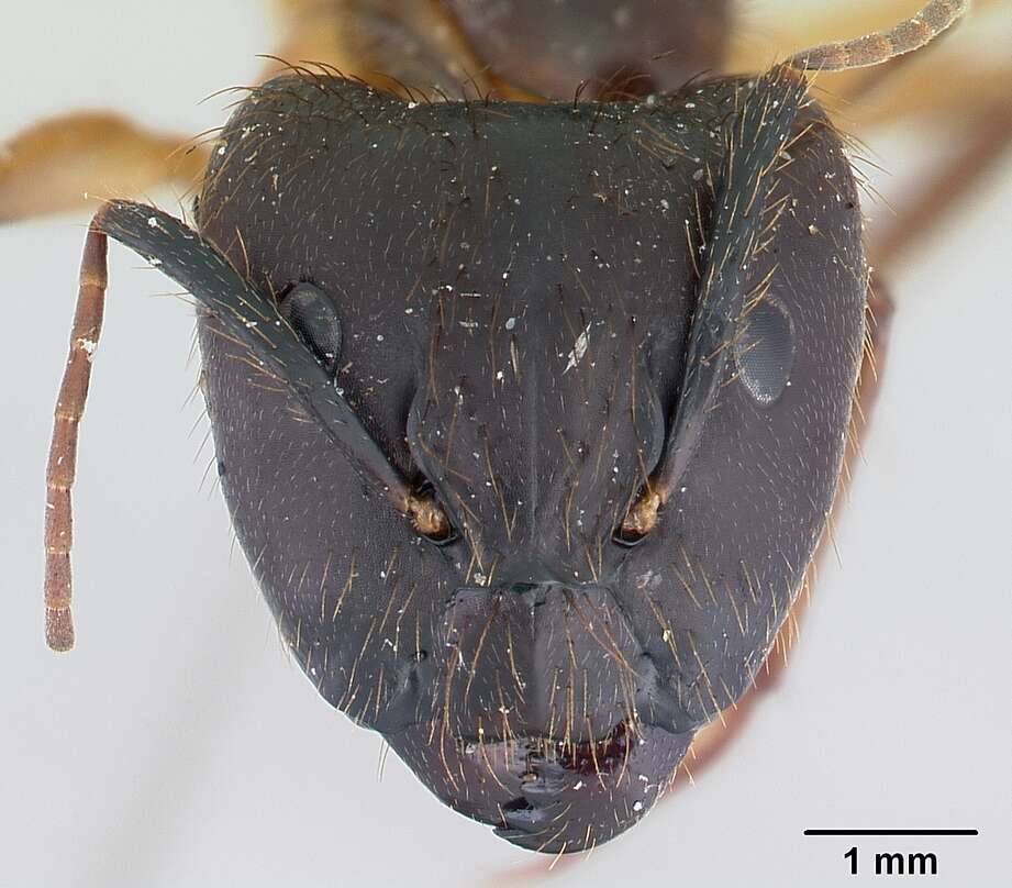 Image of Florida Carpenter Ant