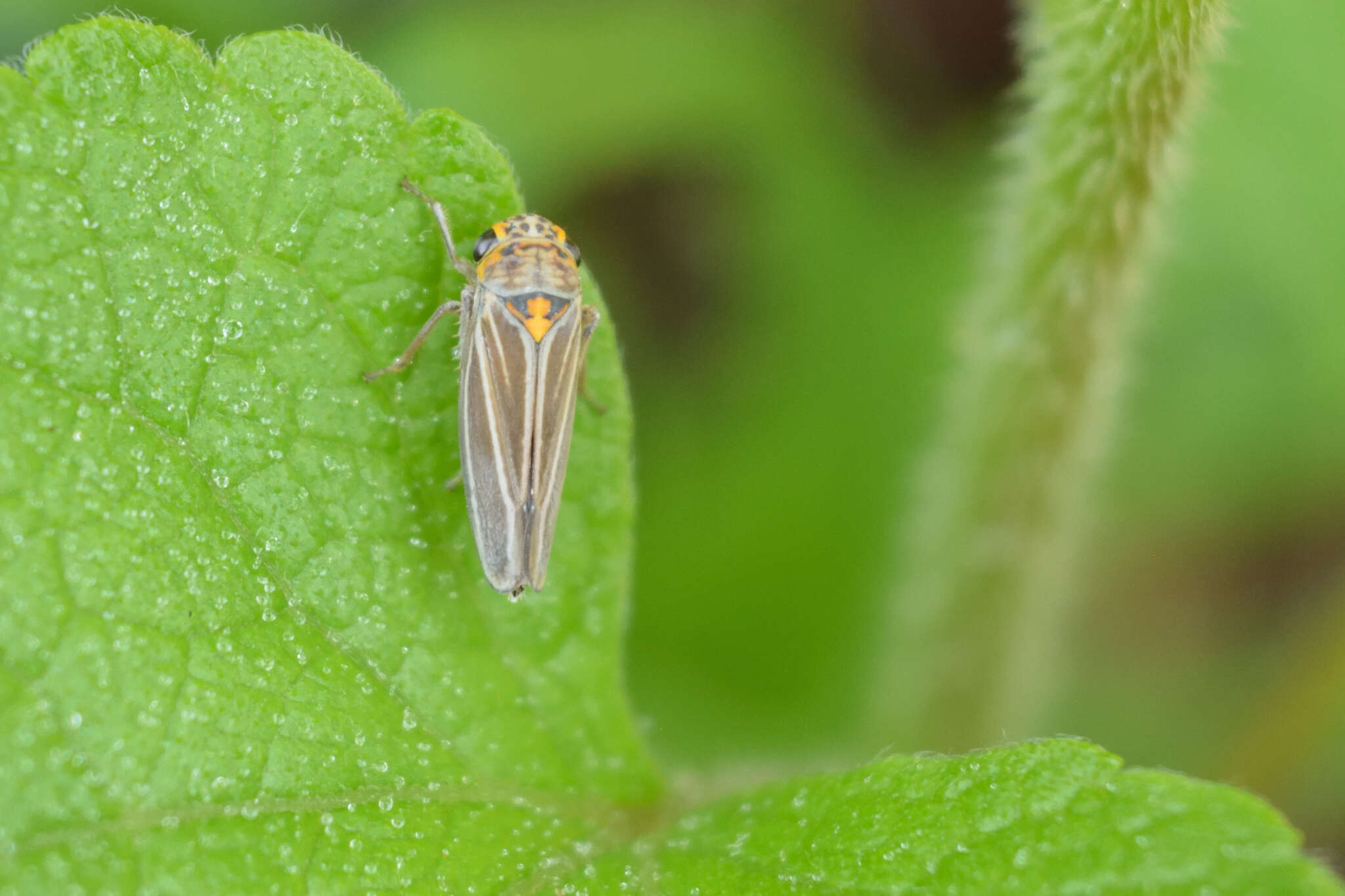 Image of Graphocephala nigrifascia (Walker & F. 1851)