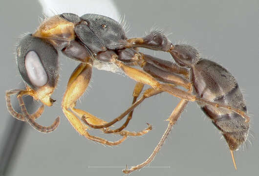 Sivun Pseudomyrmex gracilis (Fabricius 1804) kuva