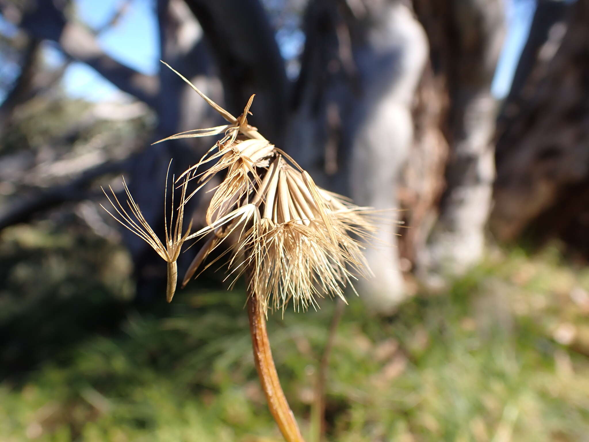 Image of Microseris lanceolata (Walp.) Sch. Bip.