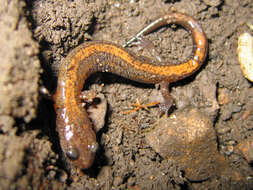 Image of Northern Zigzag Salamander