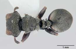 Cephalotes crenaticeps (Mayr 1866) resmi