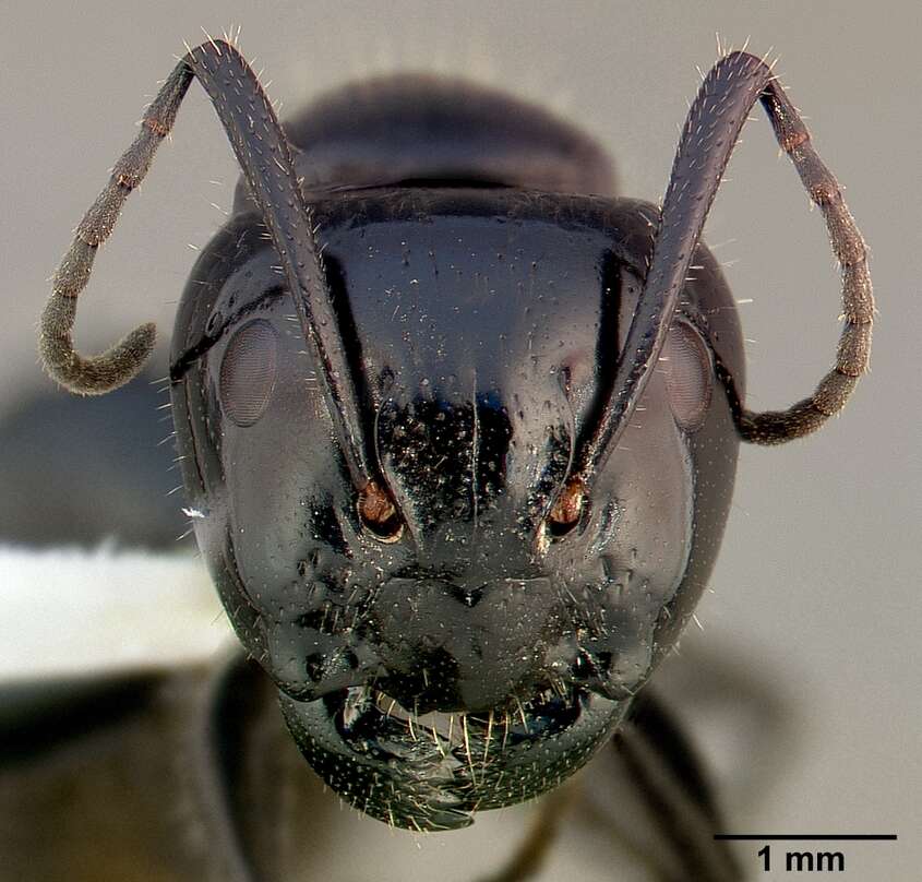 Plancia ëd Camponotus laevigatus (Smith 1858)