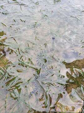 Image of Eydoux' Sea Snake