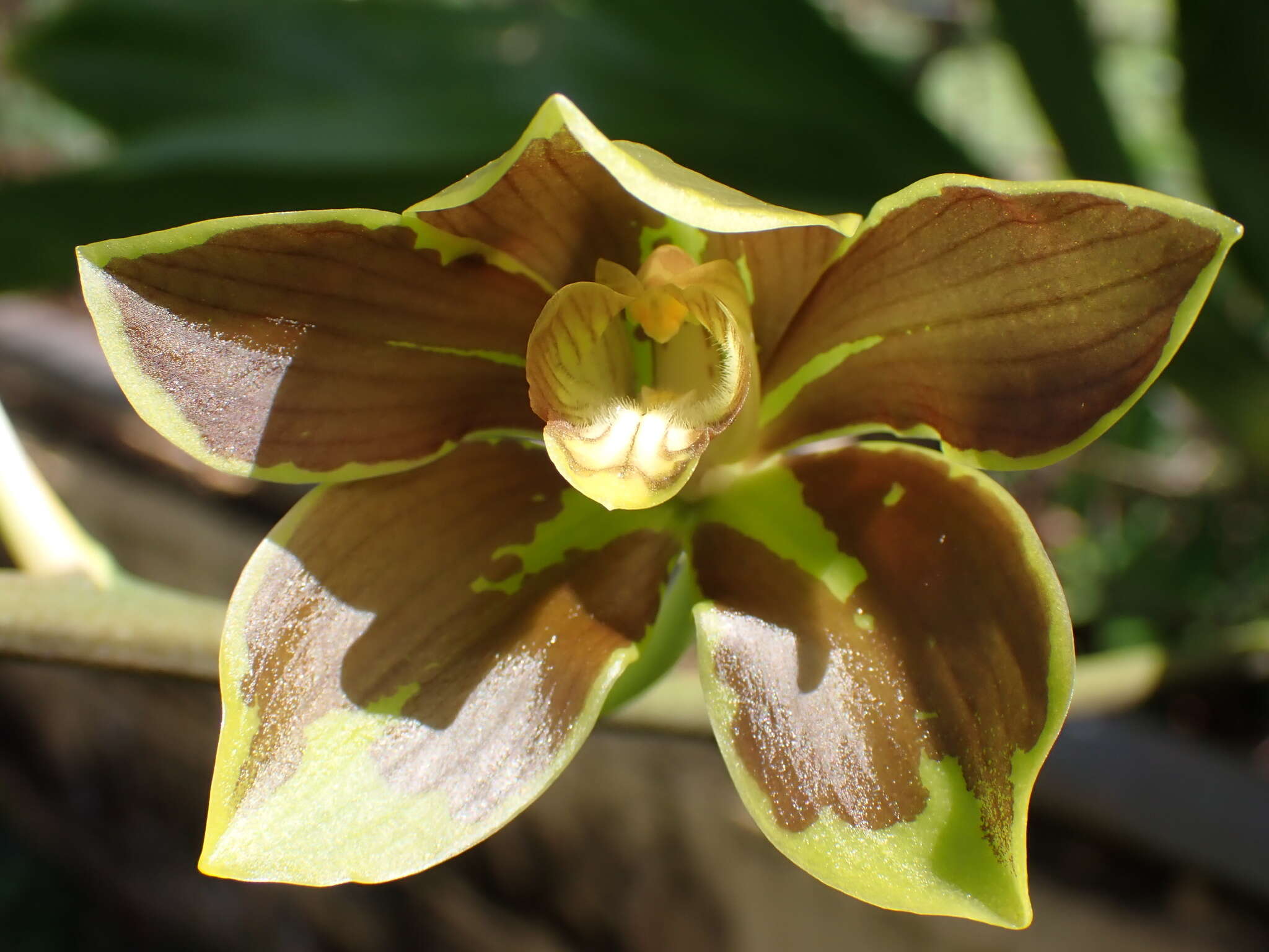 Image de Grammatophyllum elegans Rchb. fil.