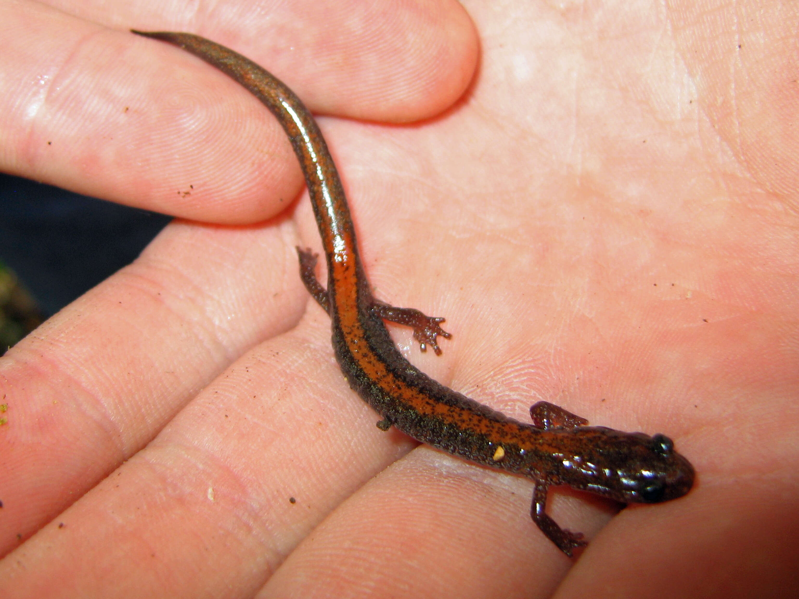 Image of Northern Zigzag Salamander