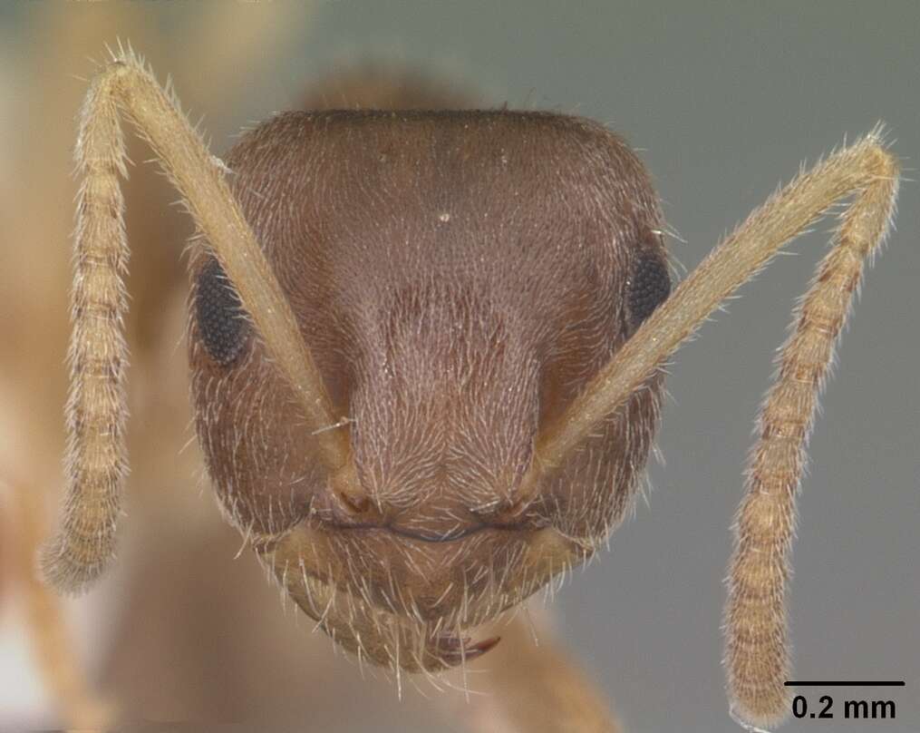 Image de Lasius neoniger Emery 1893