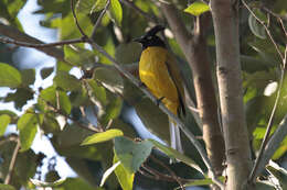 Image of Black-crested Bulbul