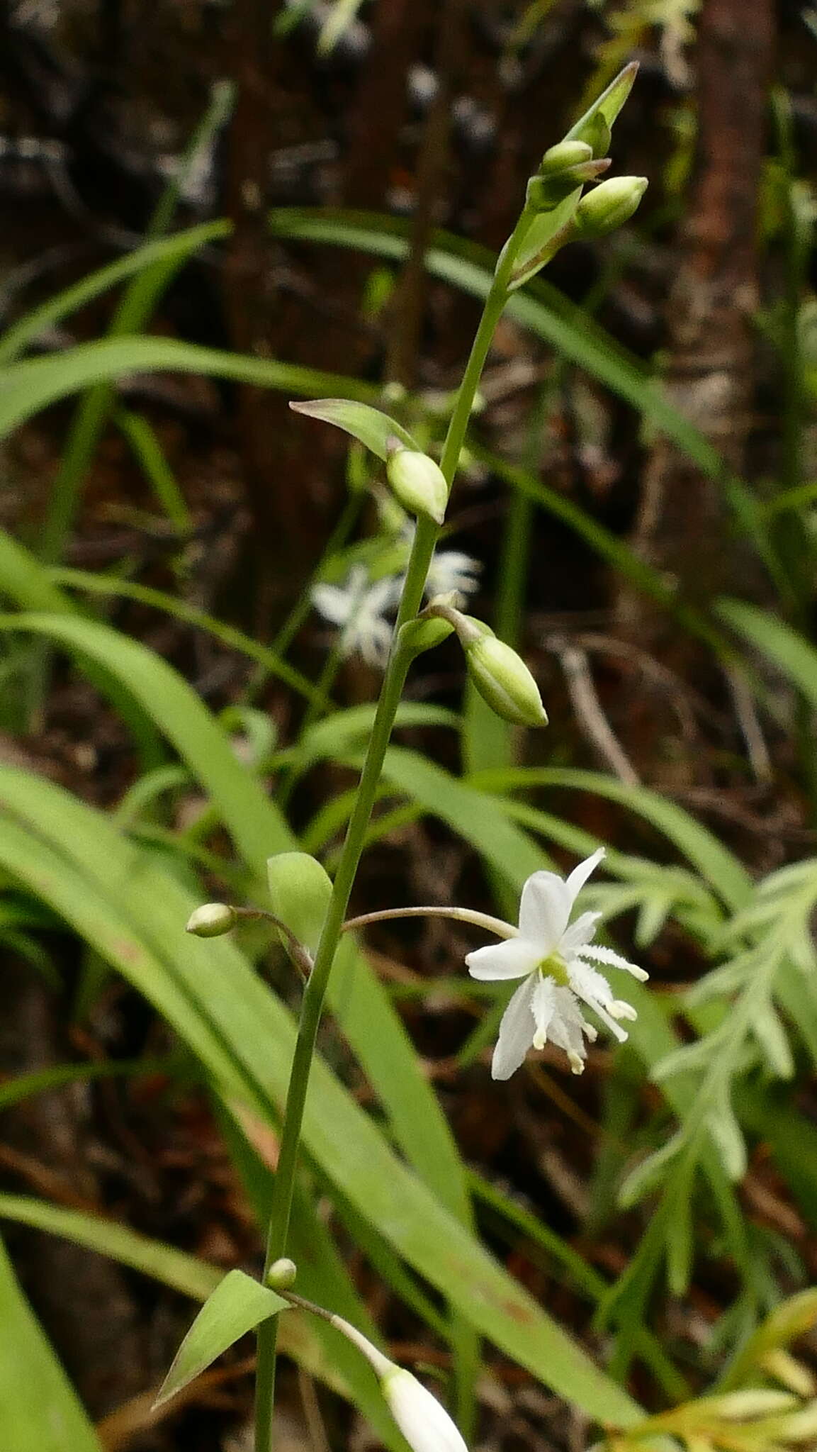 Image of Arthropodium candidum Raoul