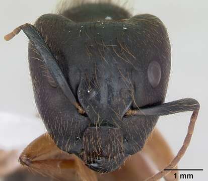 Image of Florida Carpenter Ant