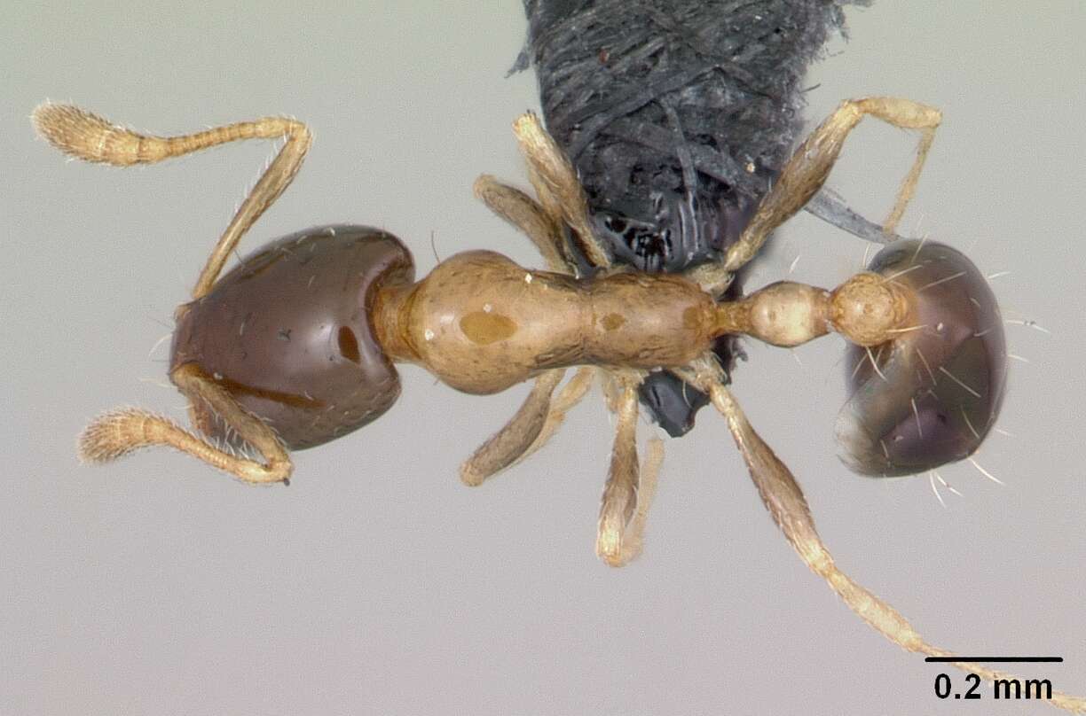 Monomorium floricola (Jerdon 1851) resmi