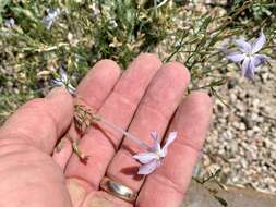 Image of whiteflower ipomopsis