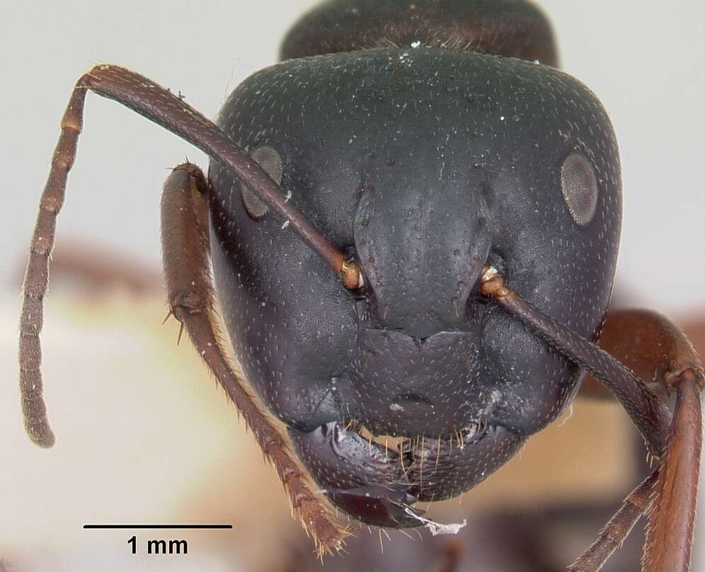 Plancia ëd Camponotus herculeanus (Linnaeus 1758)