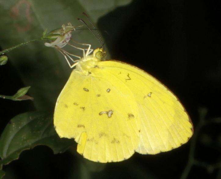 Image of <i>Eurema <i>floricola</i></i> floricola