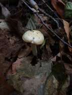 Слика од Hygrophorus discoxanthus (Fr.) Rea 1908