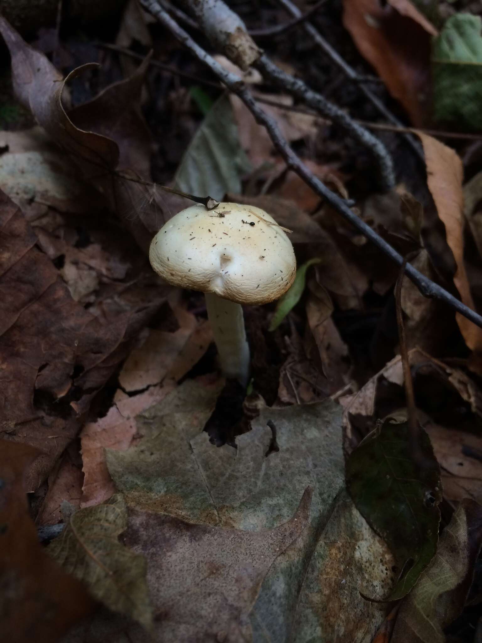 Image of Hygrophorus discoxanthus (Fr.) Rea 1908