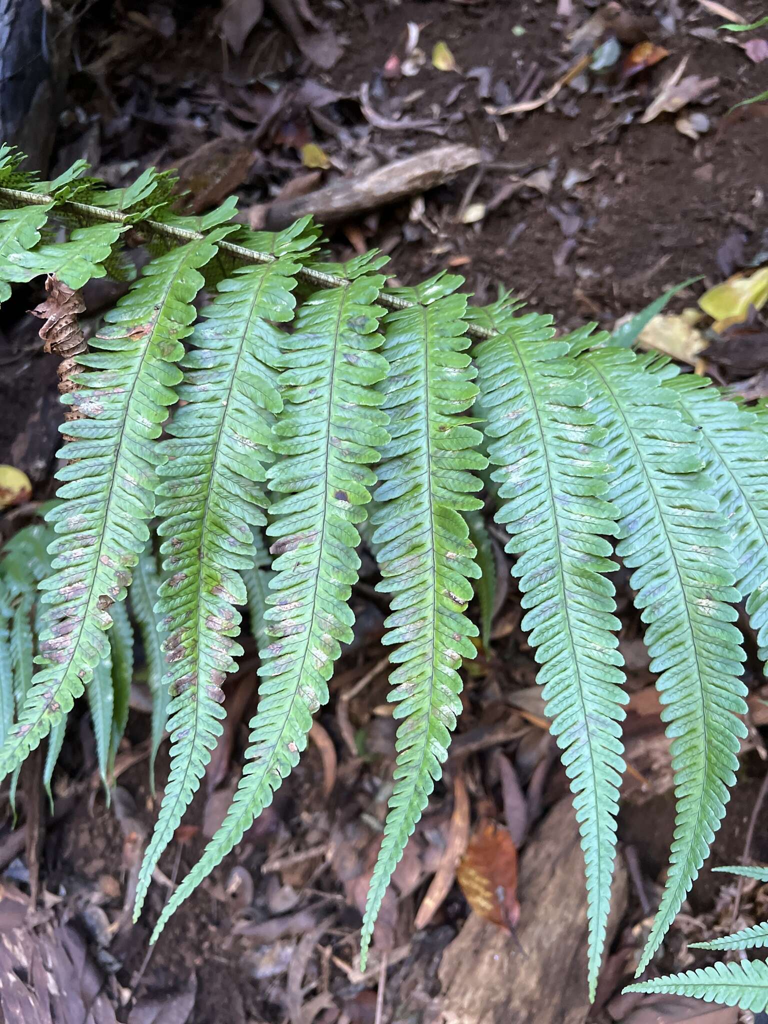 Image of Crowned Wood Fern