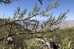 Cupressus arizonica var. nevadensis (Abrams) Little resmi