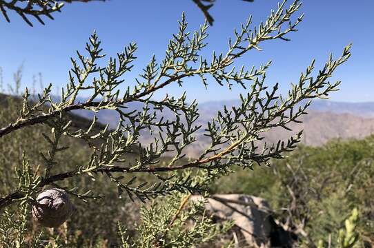 Image of Paiute cypress