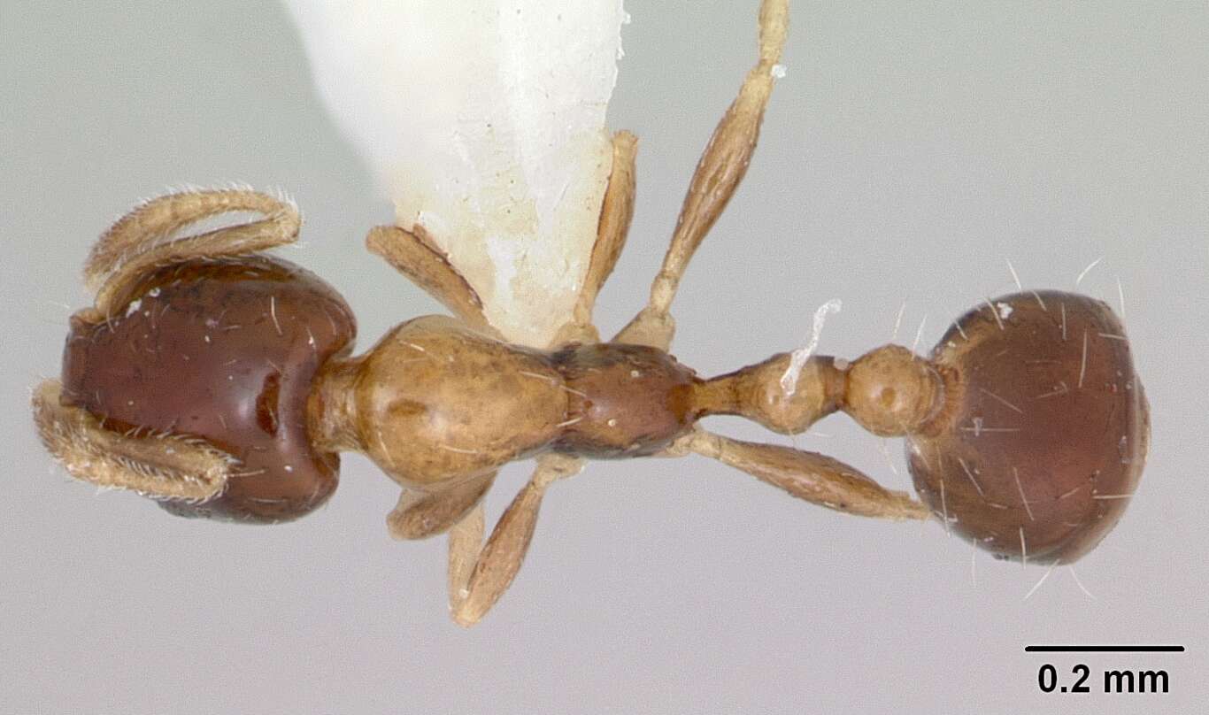 Monomorium floricola (Jerdon 1851) resmi