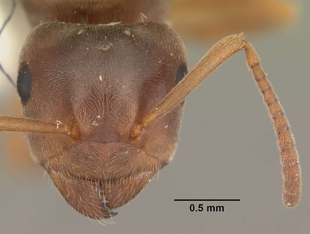 Image de Lasius umbratus (Nylander 1846)