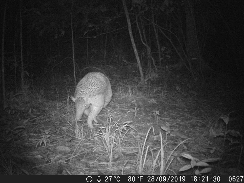 Image of giant armadillo