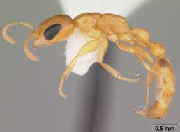 Image of Pseudomyrmex pallidus (Smith 1855)