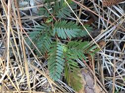 Image of Florida Keys sensitive pea