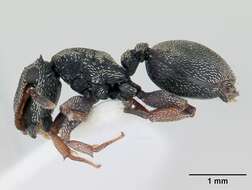 Cephalotes crenaticeps (Mayr 1866) resmi