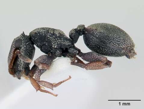 Image of Cephalotes crenaticeps (Mayr 1866)