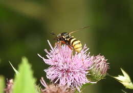 Image of Conops quadrifasciatus De Geer 1776