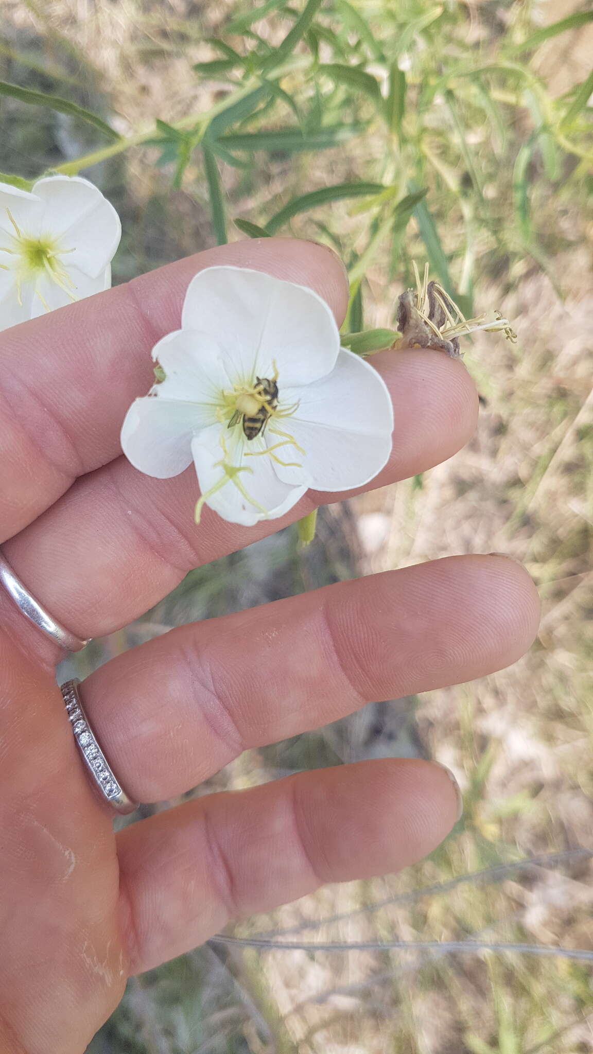 Plancia ëd Oenothera nuttallii Torr. & Gray