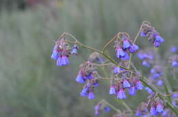 Image de Cynoglossum anchusoides Lindl.