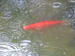 Image of Goldfish