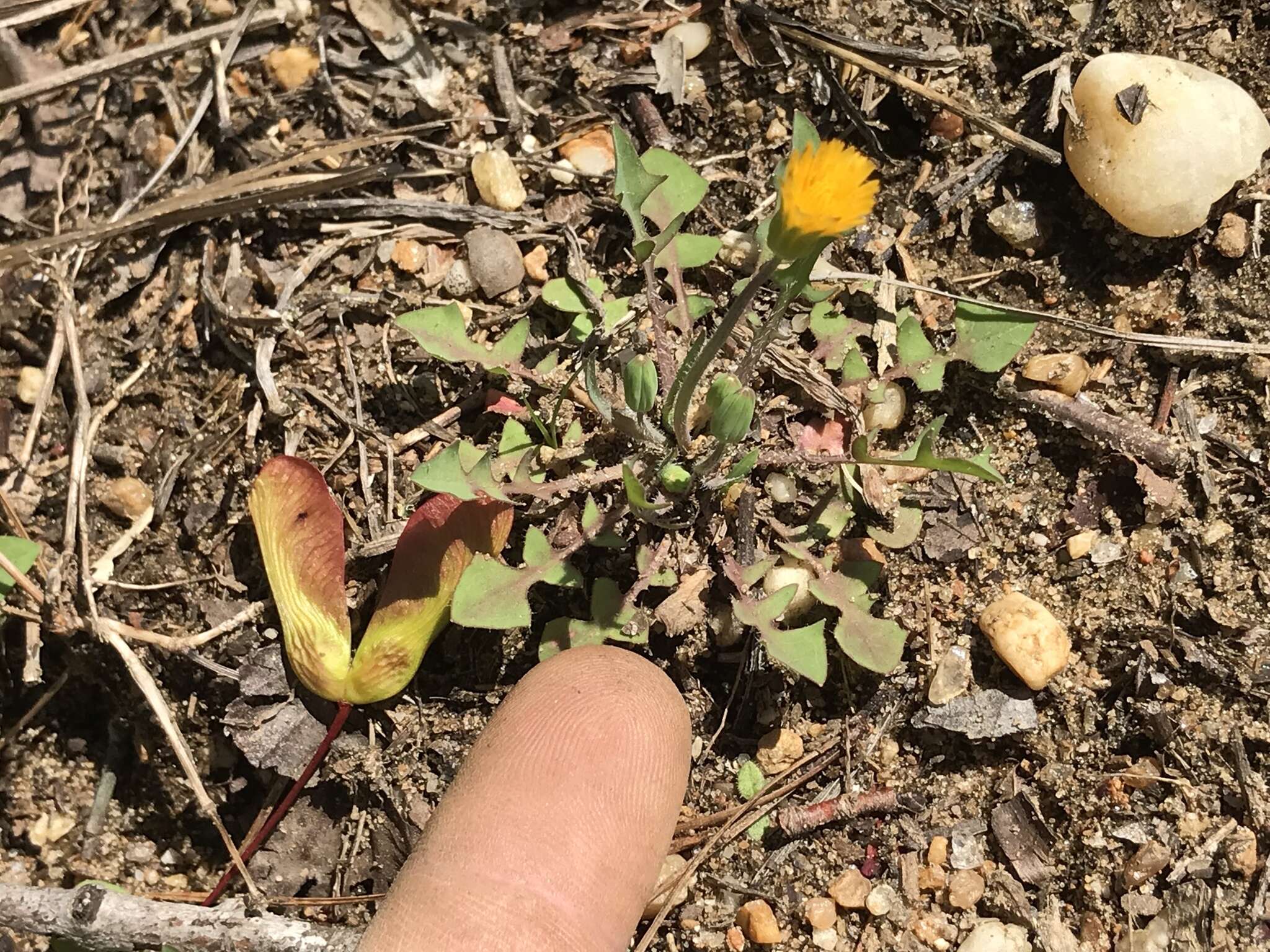 Image of Dwarf dandelion