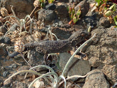 Image of East Canary Gecko